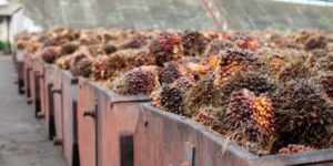 Экологи против биотоплива из сельхозкультур в судоходстве